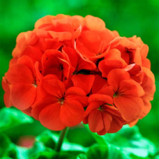 Насіння пеларгонії «Найт Скарлет F1»