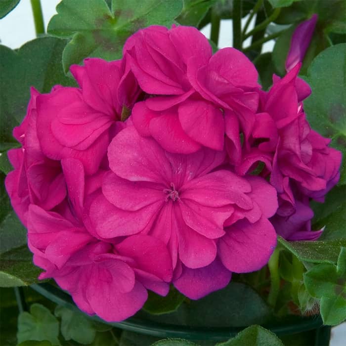 Насіння пеларгонії «Найт Вайолет F1»