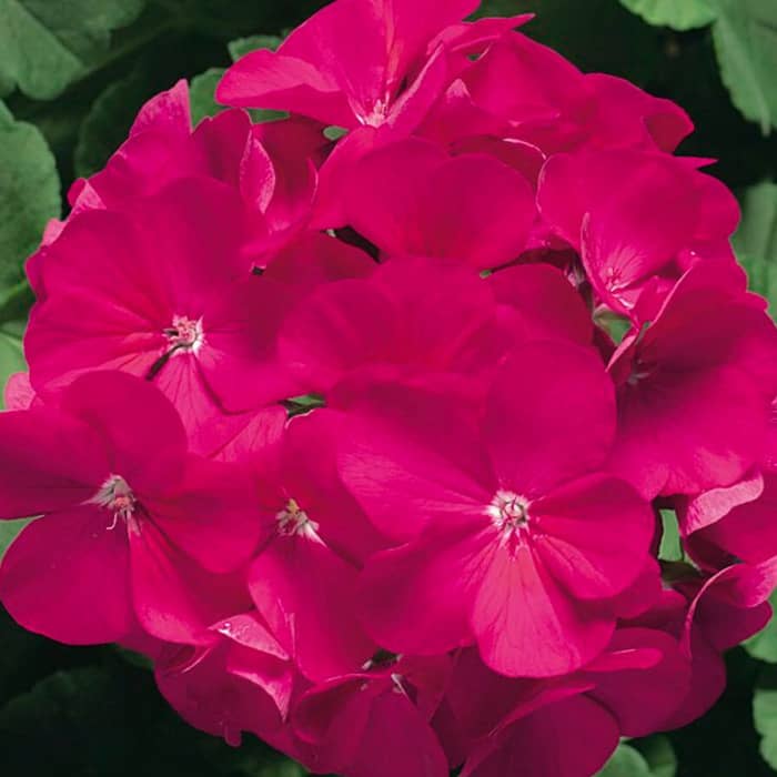 Насіння пеларгонії «Найт Вайолет F1»