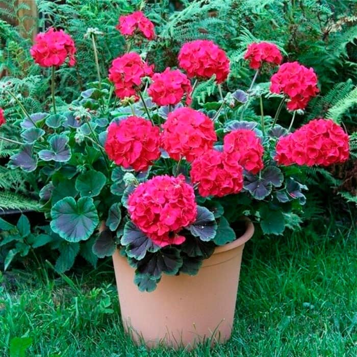 Насіння пеларгонії «Найт Вайолет F1»