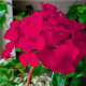 Насіння пеларгонії «Найт Вайолет F1»