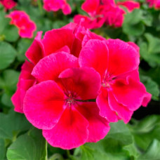 Насіння пеларгонії зональної «Єва F1»