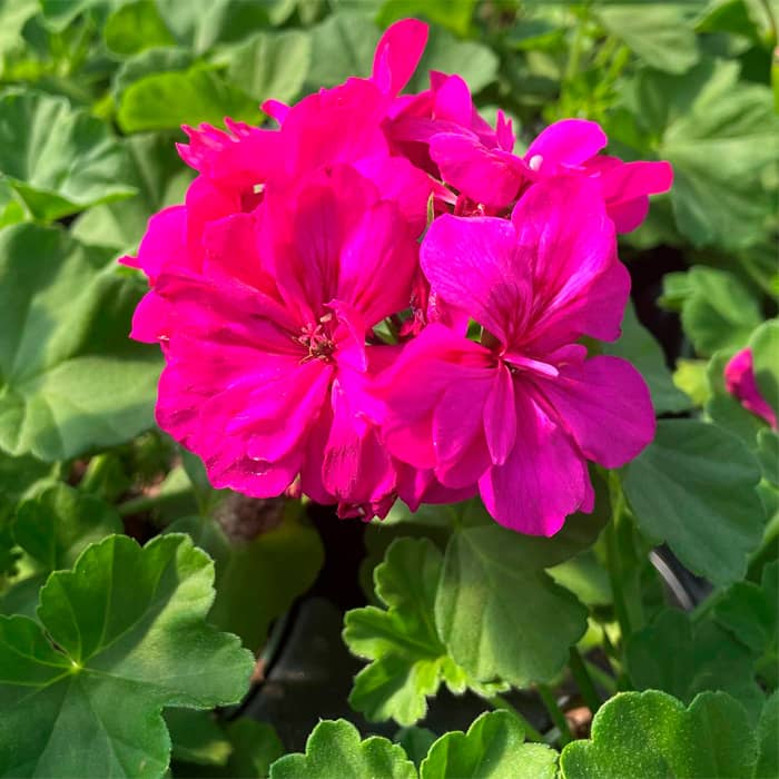 Насіння пеларгонії зональної «Єва F1»