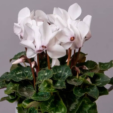 Насіння цикламену «Аннелі F1»