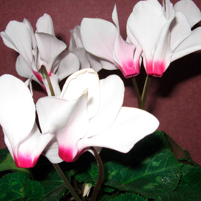 Насіння цикламену «Аннелі F1»