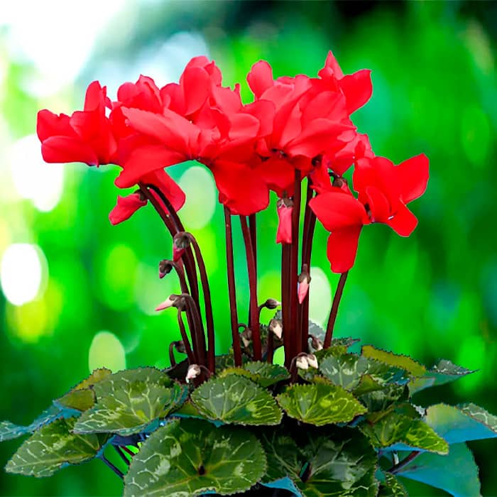 Насіння цикламену «Орфеус F1»