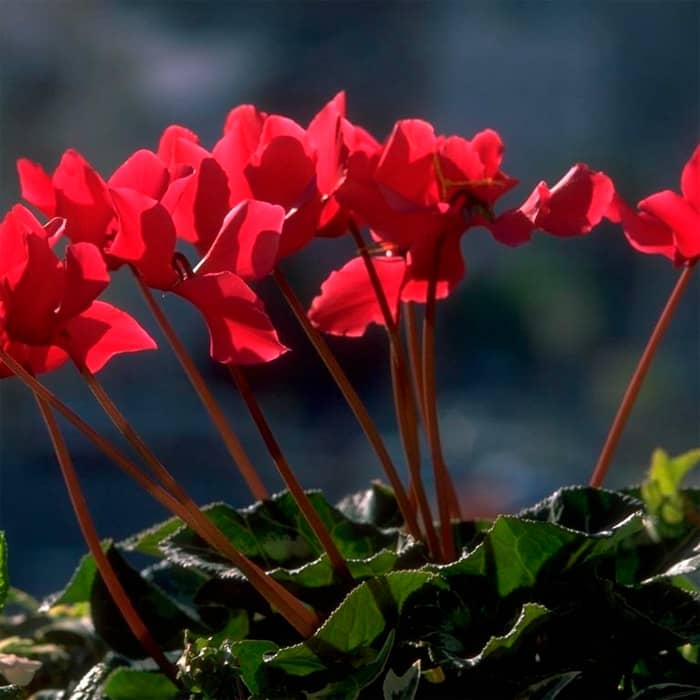 Насіння цикламену «Орфеус F1»