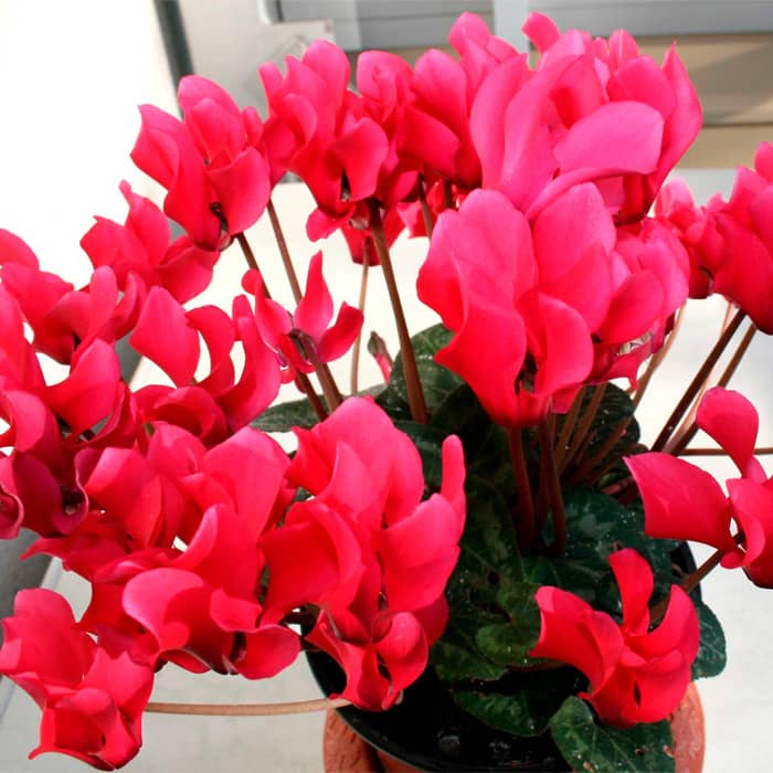 Насіння цикламену «Орфеус F1»