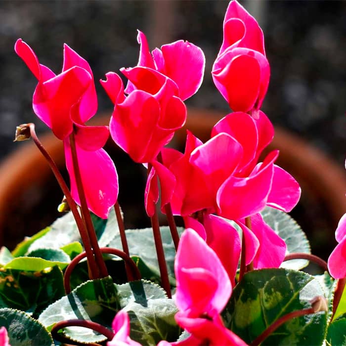 Насіння цикламену «Орфеус F1»