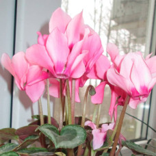 Насіння цикламену «Розмарі F1»