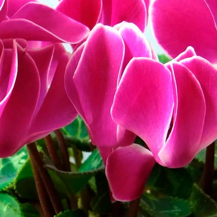 Насіння цикламену «Роза фон Целендорф F1»