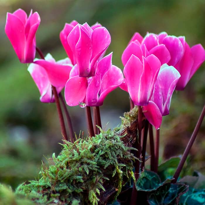 Насіння цикламену «Роза фон Целендорф F1»