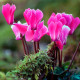 Насіння цикламену «Роза фон Целендорф F1»