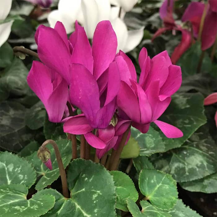 Насіння цикламену «Роза фон Целендорф F1»