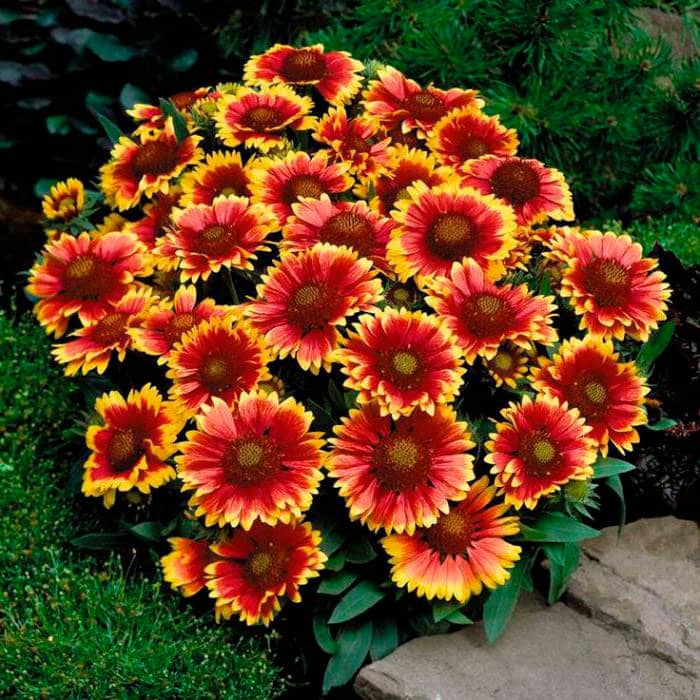 Насіння гайлардії «Арізона»