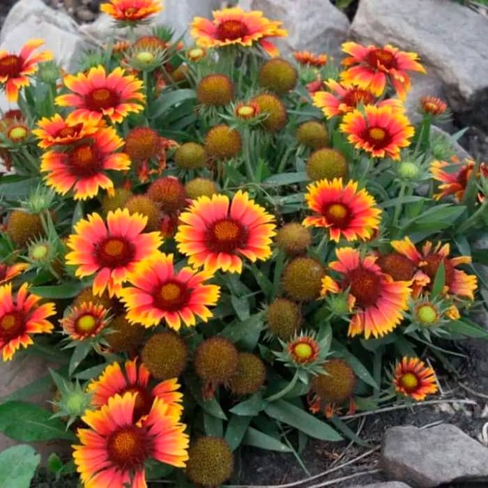 Насіння гайлардії «Арізона»