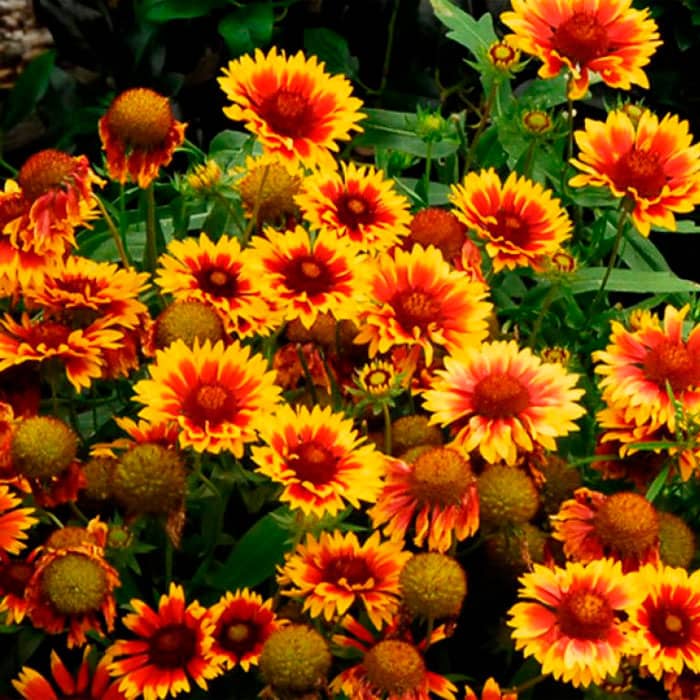 Насіння гайлардії «Арізона»