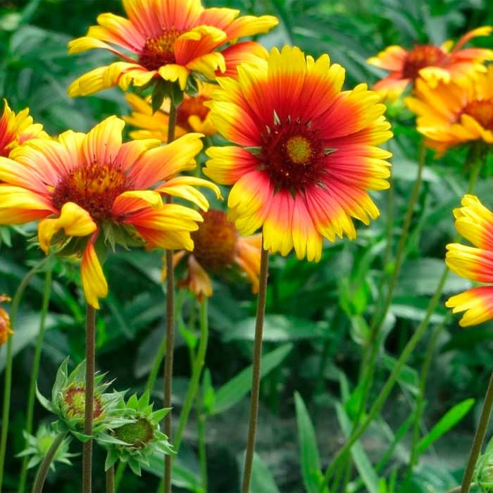 Насіння гайлардії «Арізона»