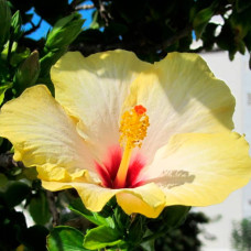 Насіння гібіскусу «Айскрім»