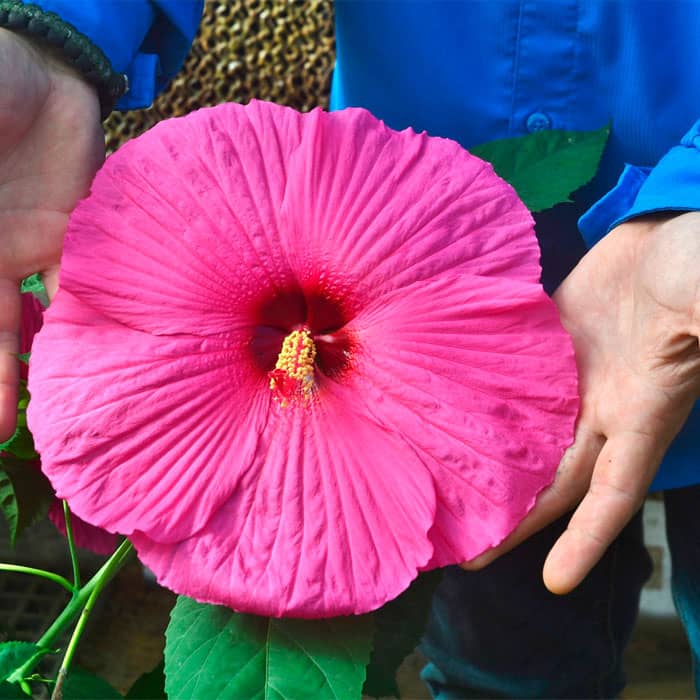 Насіння гібіскусу «Король вікінгів»