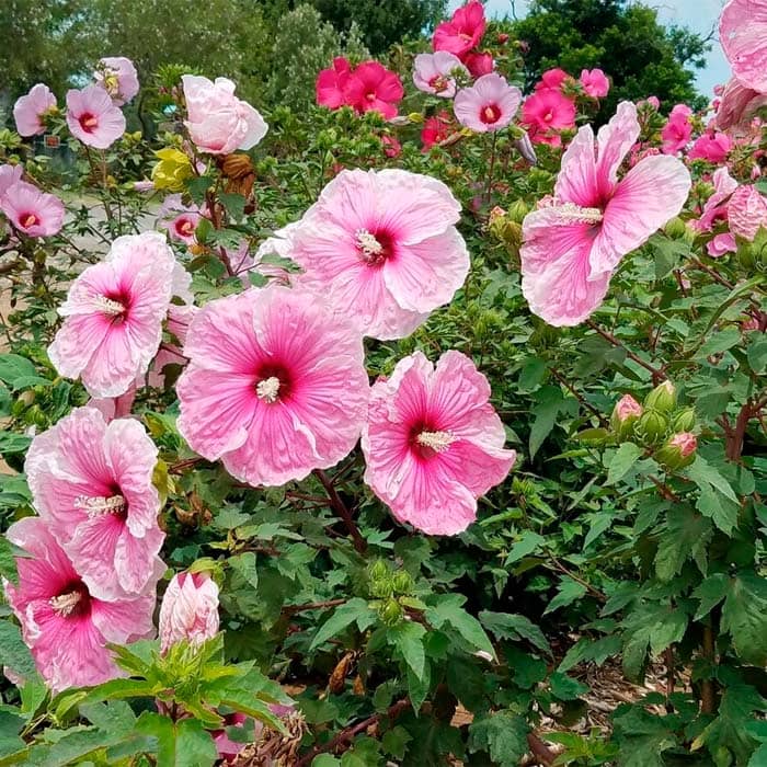 Насіння гібіскусу «Король вікінгів»