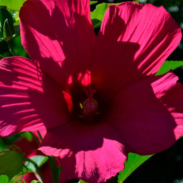 Насіння гібіскусу «Магія ночі»