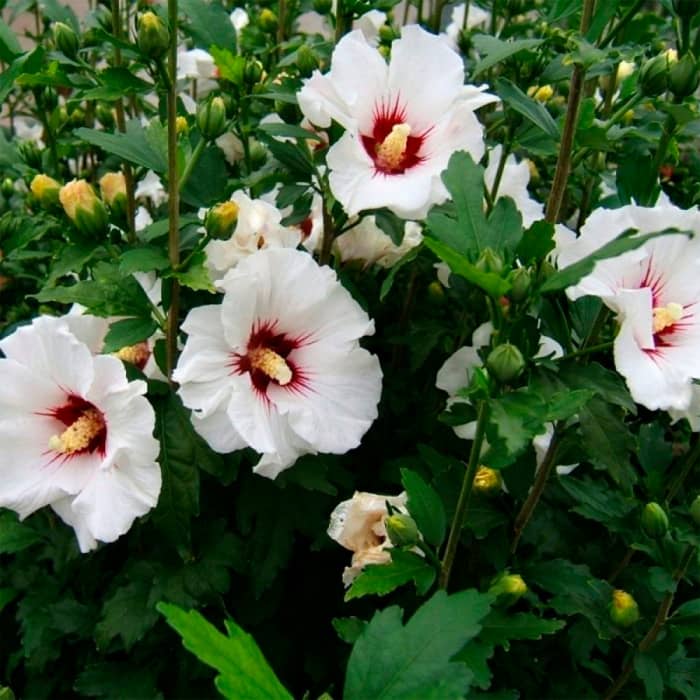 Насіння гібіскусу «Скарб корони»