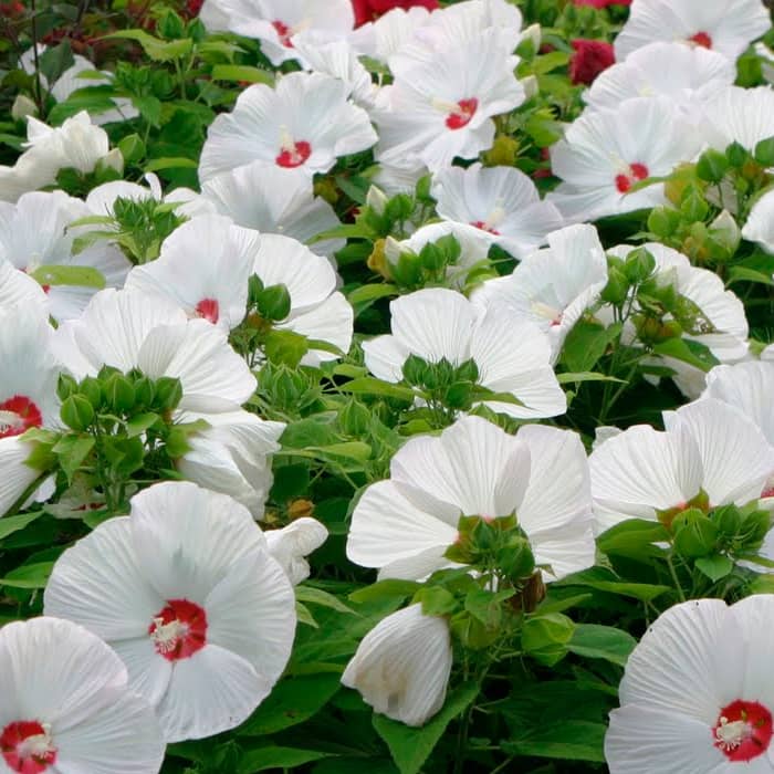 Насіння гібіскусу «Скарб корони»