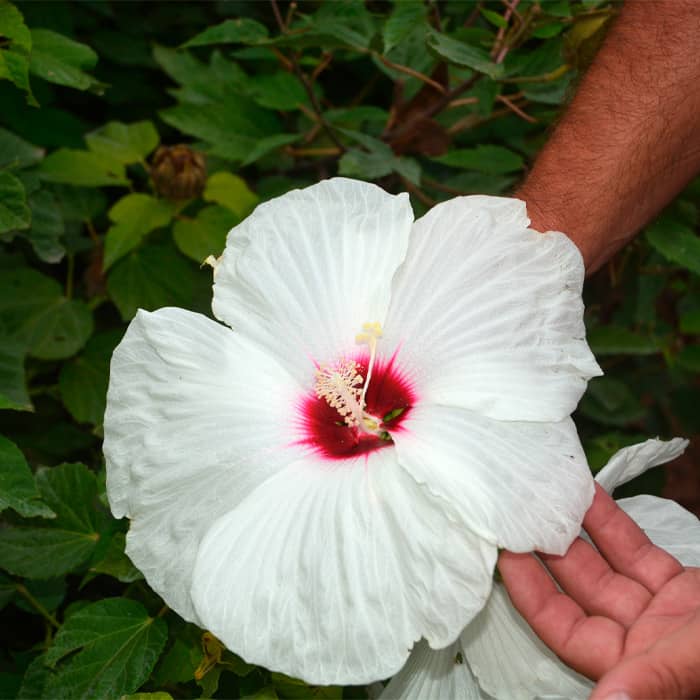 Насіння гібіскусу «Скарб корони»