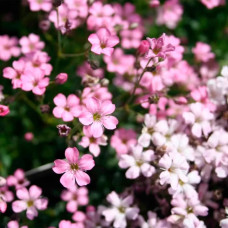 Насіння гіпсофілу «Міраж»