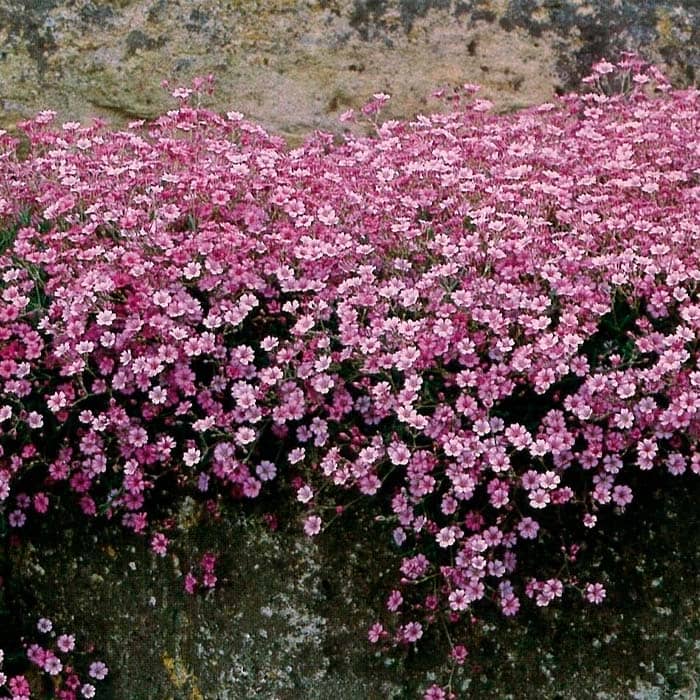 Насіння гіпсофілу «Міраж»