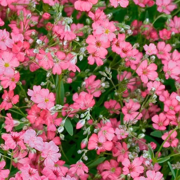 Насіння гіпсофілу «Міраж»