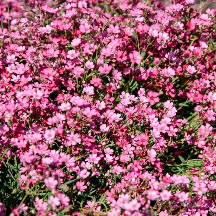 Насіння гіпсофілу «Міраж»