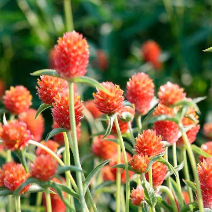 Насіння гомфрени «Помаранчева галявина»