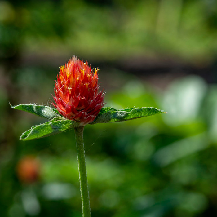 Насіння гомфрени «Помаранчева галявина»