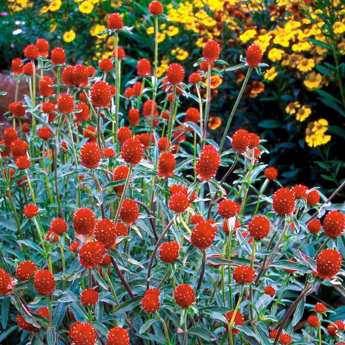 Насіння гомфрени «Помаранчева галявина»