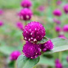 Насіння гомфрени «Сунична галявина»