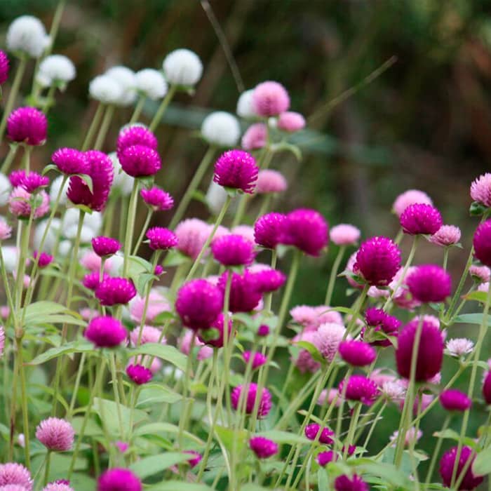 Насіння гомфрени «Сунична галявина»