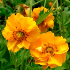 Насіння гравілату «Аурелія» суміш