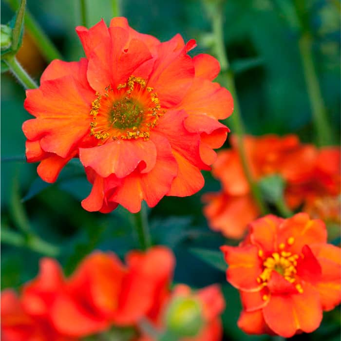 Насіння гравілату «Аурелія» суміш