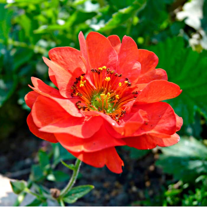 Насіння гравілату «Аурелія» суміш