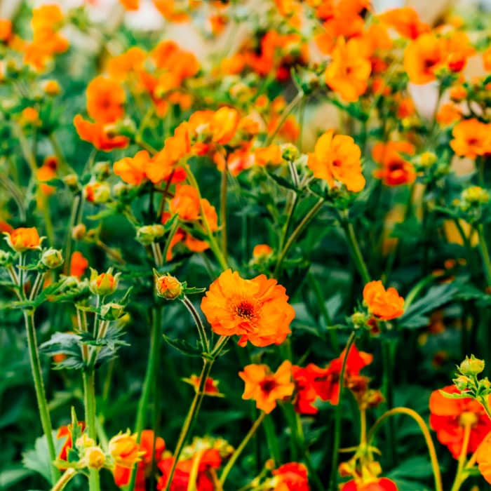 Насіння гравілату «Аурелія» суміш