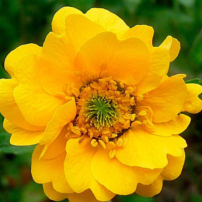 Насіння гравілату «Аурелія» суміш