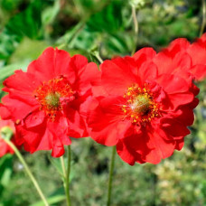 Насіння гравілату «Червоний дракон чилійський»