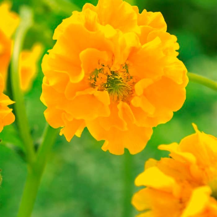 Насіння гравілату «Жовтий дракон»