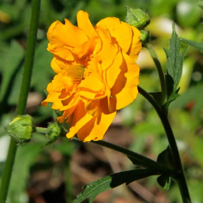 Насіння гравілату «Жовтий дракон»