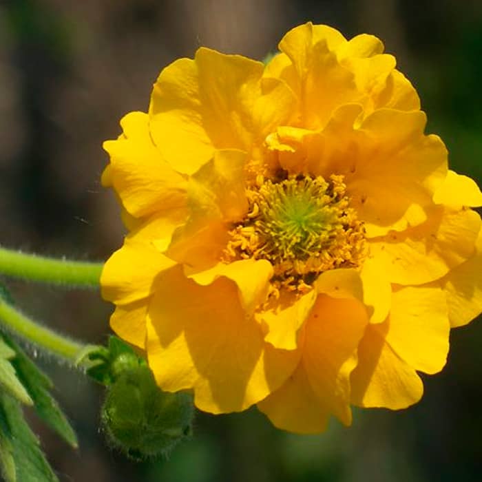 Насіння гравілату «Жовтий дракон»