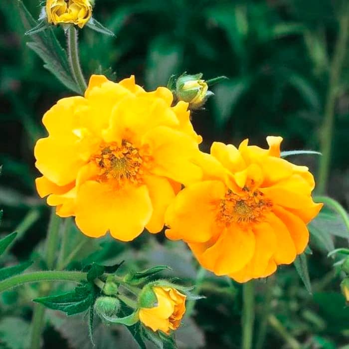 Насіння гравілату «Жовтий дракон»