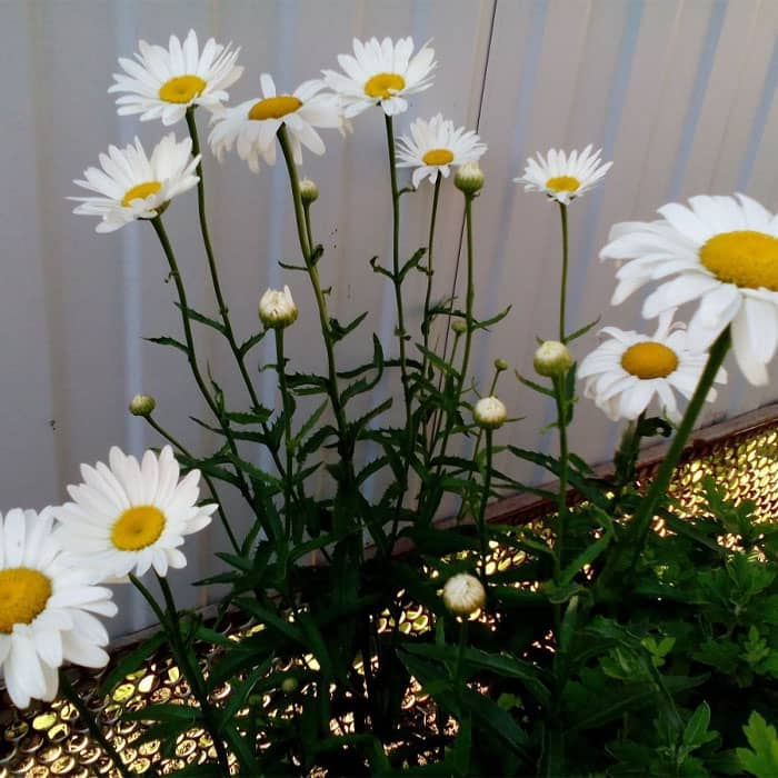 Насіння королиці «Камілла»