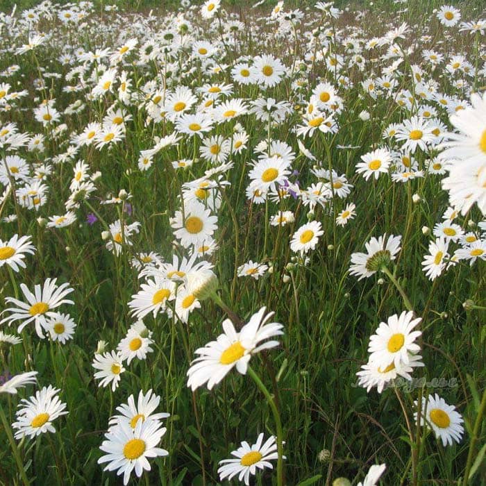 Насіння королиці «Камілла»